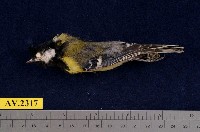 藏品(青背山雀)的圖片